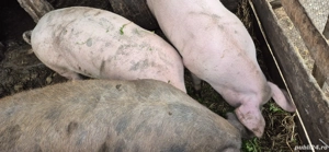 vand porci - imagine 2