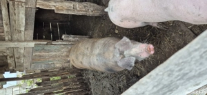 vand porci - imagine 3