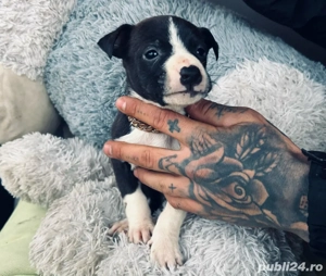 puiuti de amstaff  - imagine 3