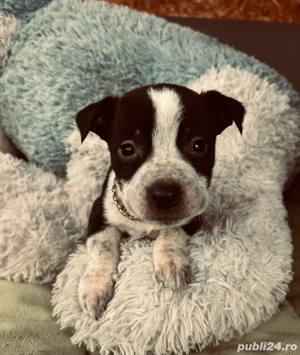 puiuti de amstaff  - imagine 2