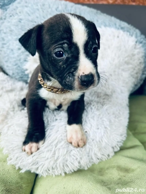 puiuti de amstaff  - imagine 4