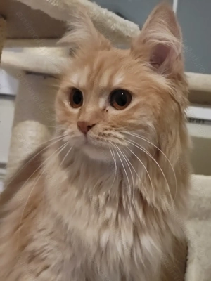 Vând pisică persană frumoasă - imagine 2