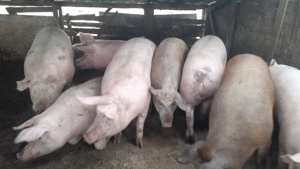 Porci de vânzare 14 lei kg