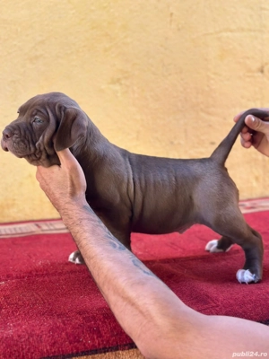 Rasa Pura 100% - imagine 2