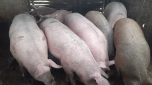 Porci de vânzare 14 lei kg - imagine 2