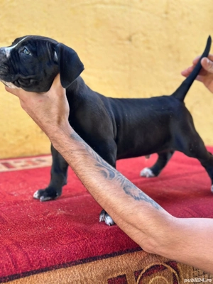 Rasa Pura 100% - imagine 3