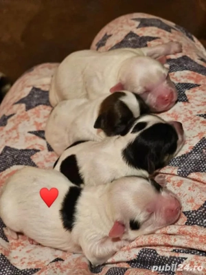  bison maltez mini toy 