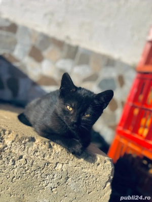 dau spre adoptie pui de pusica  - imagine 2