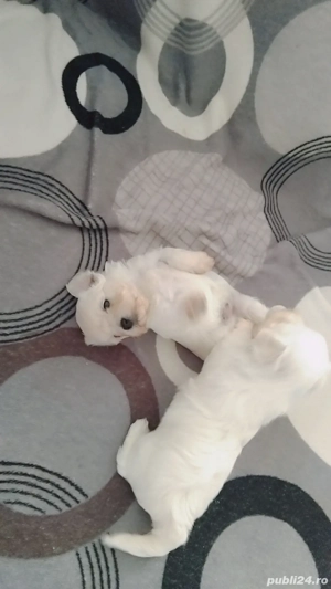 vand Bichon mini toy  - imagine 3