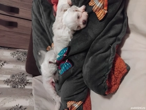 vand Bichon mini toy  - imagine 2