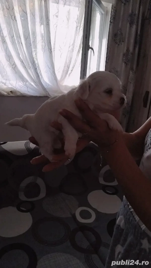 vand Bichon mini toy  - imagine 4