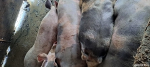 vand porci petreni 14 lei kg - imagine 3