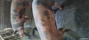 vand porci petreni 14 lei kg