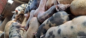 vand porci petreni 14 lei kg - imagine 2