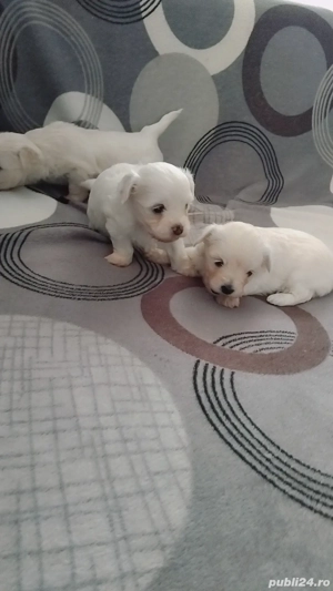 vand Bichon mini toy  - imagine 5