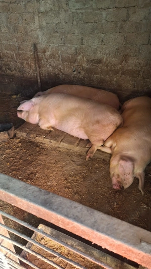 Porci de vânzare - imagine 2