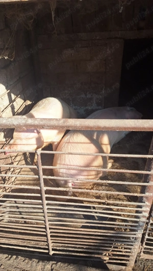 Porci de vânzare - imagine 3