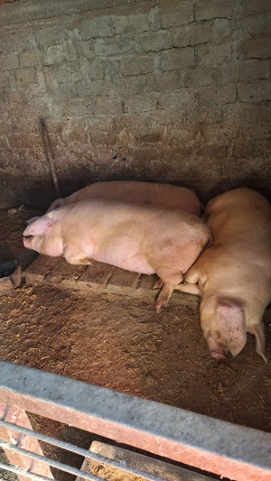 Porci de vânzare - imagine 6