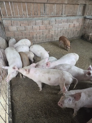 Vând purcei , soldani