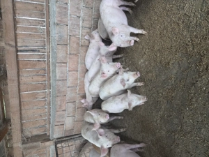 Vând purcei , soldani - imagine 3