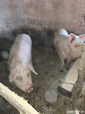 porci de vânzare  - imagine 2