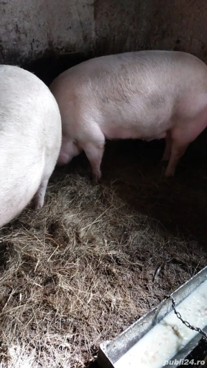 porci de vânzare 