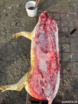 Vand carcasa porc. - imagine 4