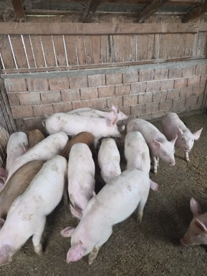 Vând purcei , soldani - imagine 2