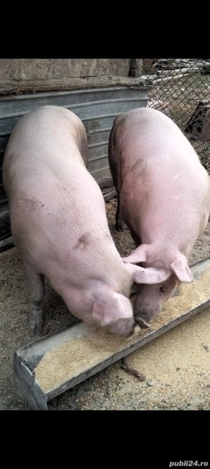 Porci de vanzare - imagine 2