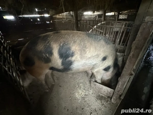vand porci pentru sacrificat - imagine 2