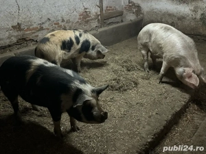vand porci pentru sacrificat - imagine 4