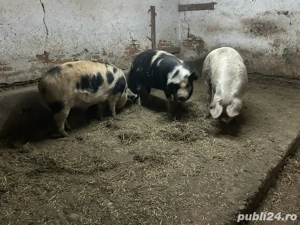 vand porci pentru sacrificat - imagine 3
