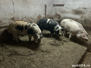 vand porci pentru sacrificat - imagine 5