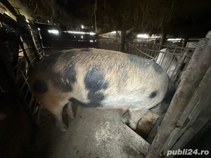 vand porci pentru sacrificat