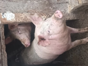 Vand porc - 130kg - imagine 2