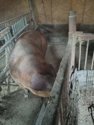 Vând porci - imagine 4