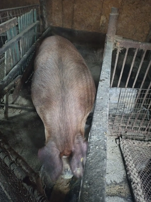 Vând porci - imagine 5