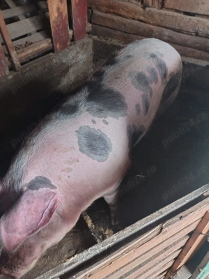 Vând porci - imagine 3