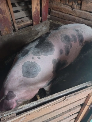 Vând porci - imagine 2