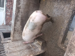 Vand porc - 130kg - imagine 3