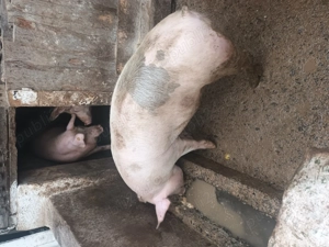 Vand porc - 130kg - imagine 4