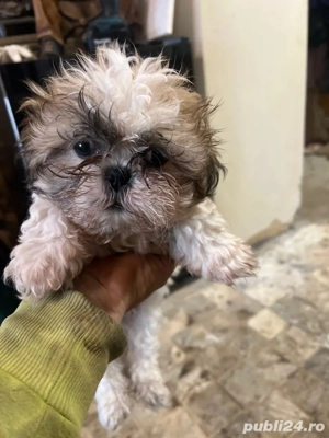shi tzu de vanzare