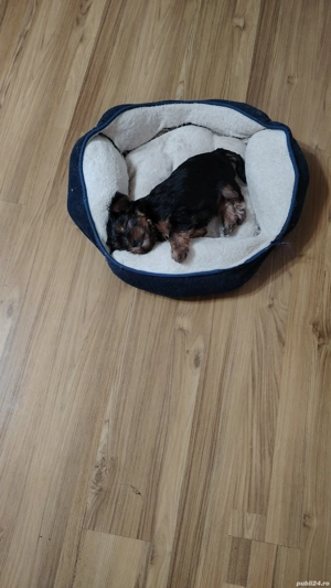 Pui de yorkshire  - imagine 2