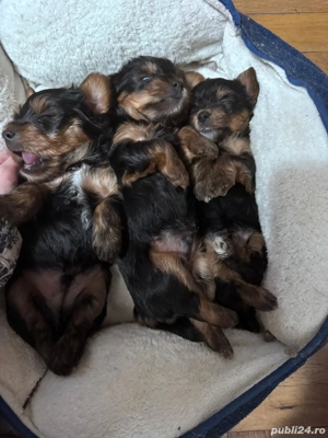 Pui de yorkshire  - imagine 3