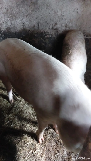 porci de vânzare  - imagine 3