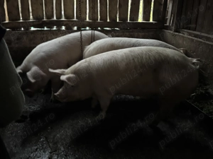 Vând porci crescuți natural, în gospodărie!