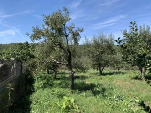 Livada 1100 mp în intravilan, de vânzare   Comuna Botești, Județul Argeș - imagine 5