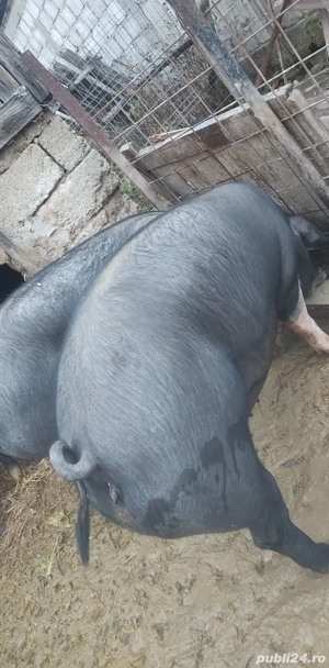 vand porci si grăsuni  - imagine 5