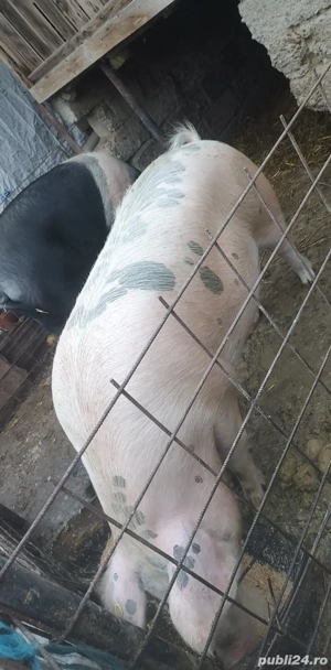 de vânzare porci 