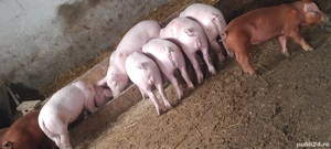 vand porci si grăsuni  - imagine 2